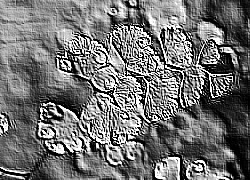 Skamielina