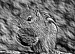 Skamielina