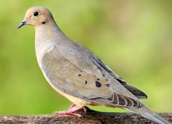 Oryginalny obrazek
