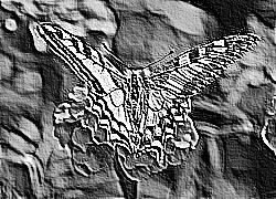 Skamielina