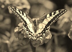 Szary + Sepia