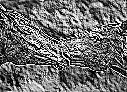 Skamielina