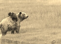 Szary + Sepia
