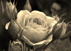 Szary + Sepia