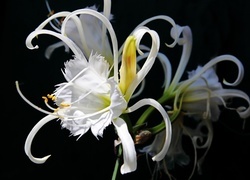 Oryginalny obrazek