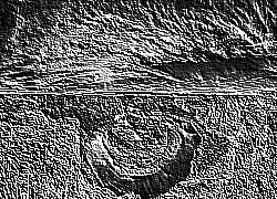 Skamielina