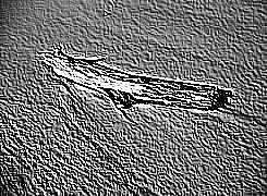 Skamielina