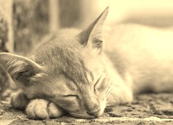 Szary + Sepia
