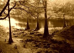 Sepia