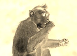Sepia + Negatyw