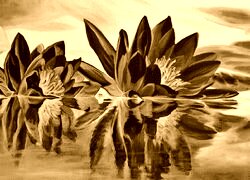 Sepia + Negatyw