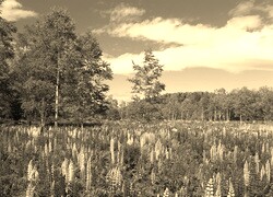 Szary + Sepia
