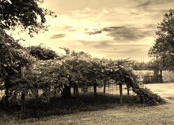 Szary + Sepia