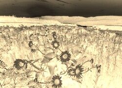 Sepia + Negatyw