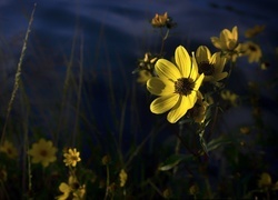 Oryginalny obrazek