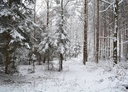 Oryginalny obrazek