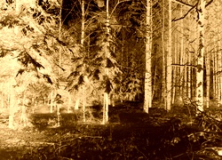 Sepia + Negatyw