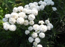 Oryginalny obrazek