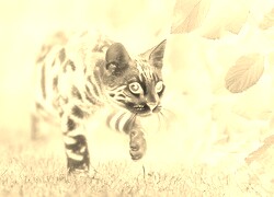 Sepia + Negatyw