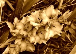 Sepia