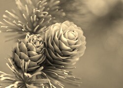 Szary + Sepia