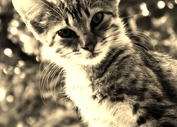 Szary + Sepia