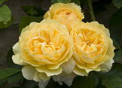 Oryginalny obrazek