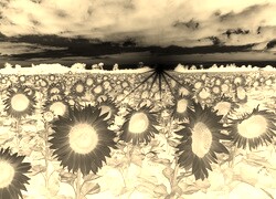 Sepia + Negatyw