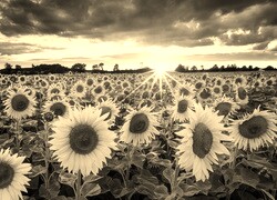 Szary + Sepia