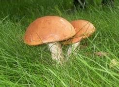 Oryginalny obrazek