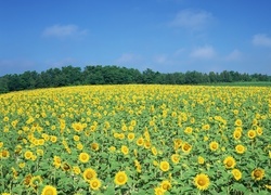 Oryginalny obrazek