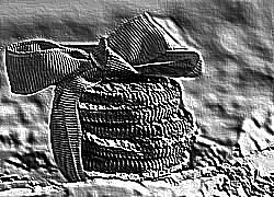 Skamielina