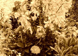 Sepia