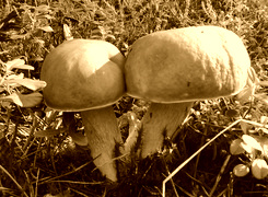 Sepia