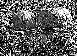 Skamielina
