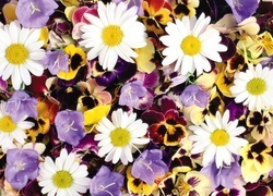 Oryginalny obrazek
