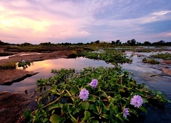 Oryginalny obrazek