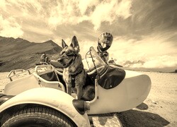 Szary + Sepia