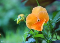 Oryginalny obrazek