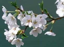 Oryginalny obrazek