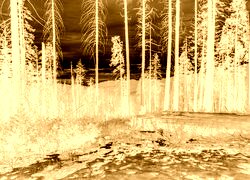 Sepia + Negatyw