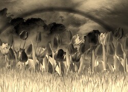 Sepia + Negatyw