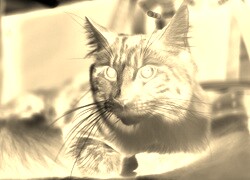 Sepia + Negatyw