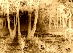 Sepia + Negatyw