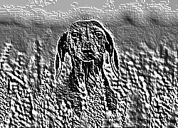 Skamielina
