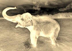 Sepia + Negatyw