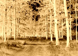 Sepia + Negatyw