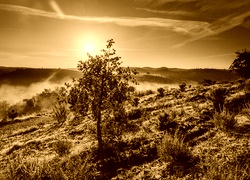 Sepia