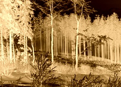 Sepia + Negatyw