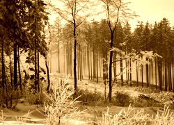 Sepia